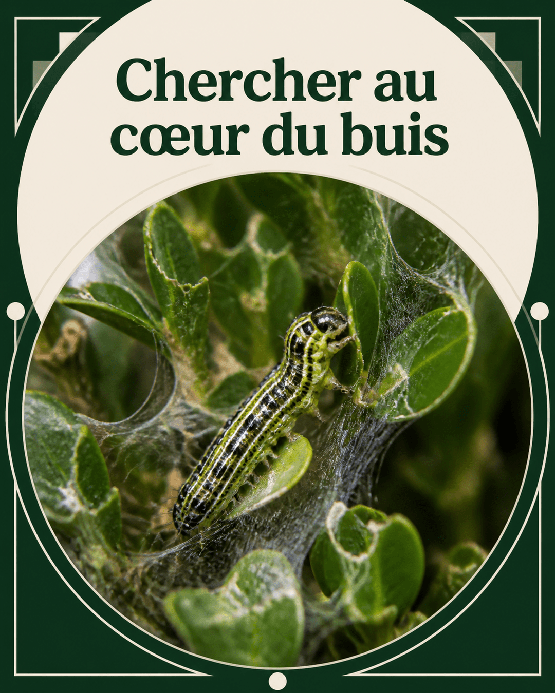Dans un buis, les premiers fils comptent plus que les premières feuilles perdues